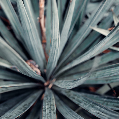 Close-up of a blue agave plant with a blurred background