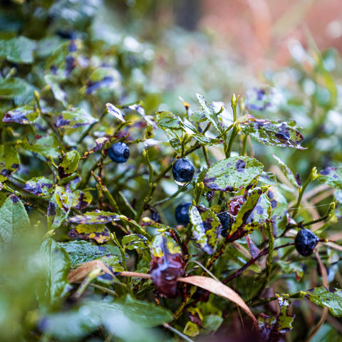 Close-up of blueberries on a bush with a blurred natural background