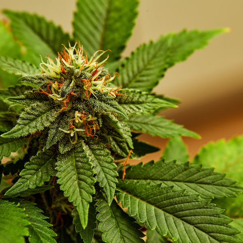 Close-up of a cannabis plant with green leaves and visible buds.