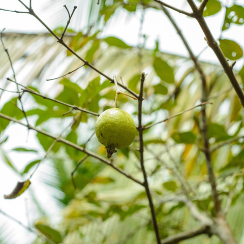 Green guava fruit on a tree branch with a blurred green background