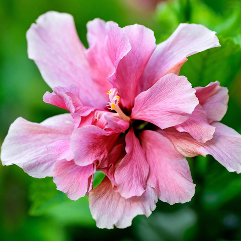 Close-up of a pink flower with a blurred green background