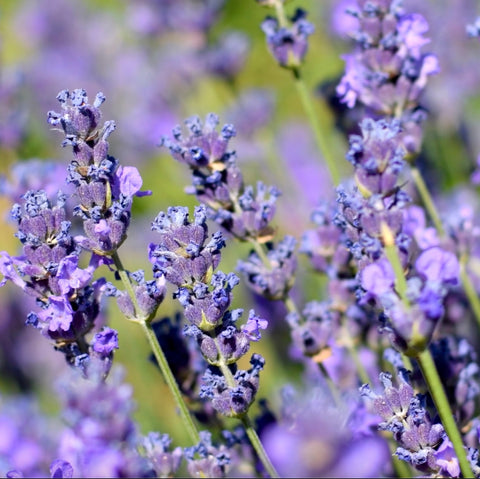 Close-up of lavender flowers with a blurred background