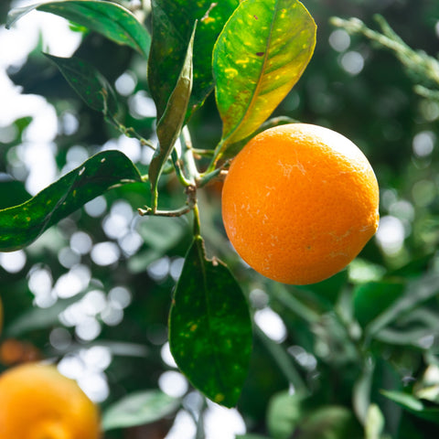 Oranges on a tree branch with green leaves