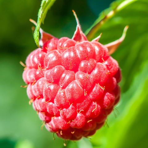 Close-up of a red raspberry with green leaves in the background