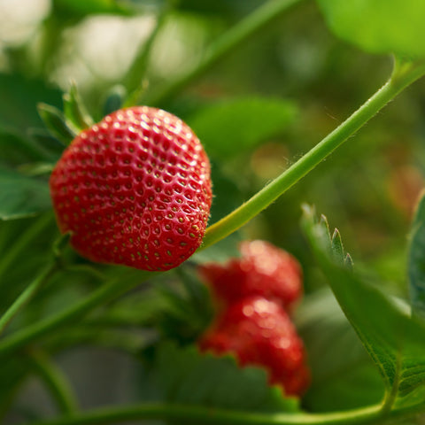 Red strawberry on a green plant with a blurred background